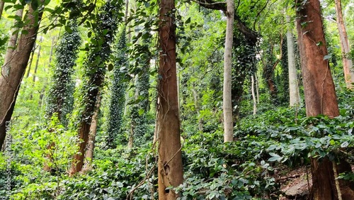 Black Pepper among Coffee Plantation photo