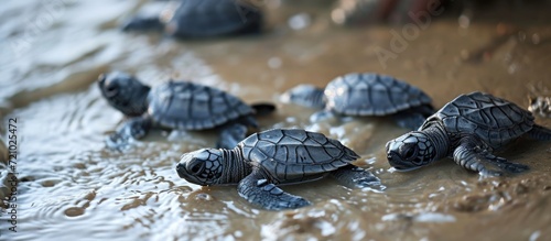 Loggerhead baby sea turtles hatching at a turtle farm in Sri Lanka's Hikkaduwa, boosting Sri Lankan tourism. photo