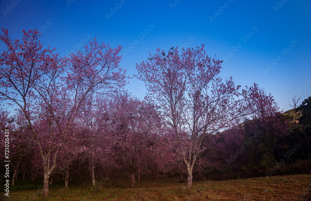 A serene forest landscape with a solitary tree reaching towards the sky,
surrounded by the beauty of nature in winter,
featuring snow-covered branches and a peaceful ambiance A serene forest landscape with a solitary tree reaching towards the sky,
surrounded by the beauty of nature in winter,
featuring snow-covered branches and a peaceful ambiance