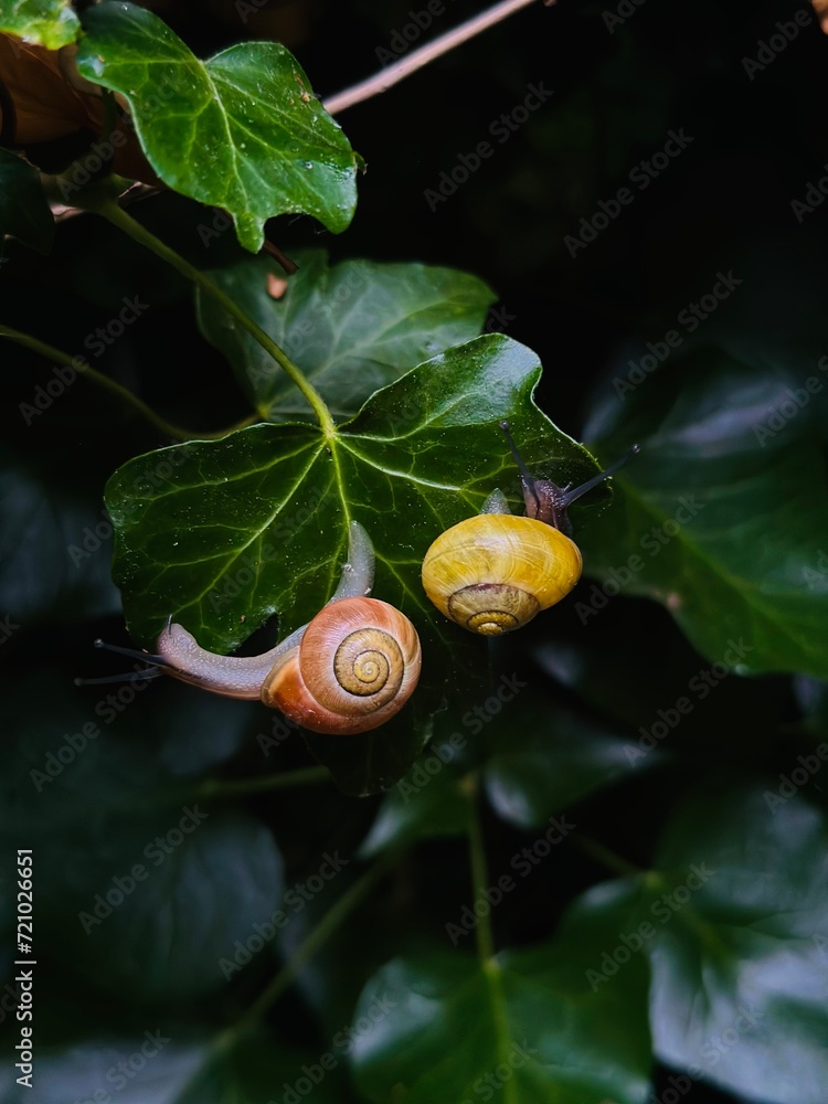 Close-up of snails slowly making their way toward a leaf Close-up of snails slowly making their way toward a leaf