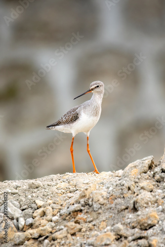 Spotted Redshank 