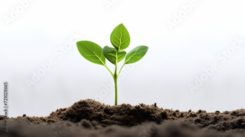 AI generated illustration of s amall plant growing in a field covered in soil photo
