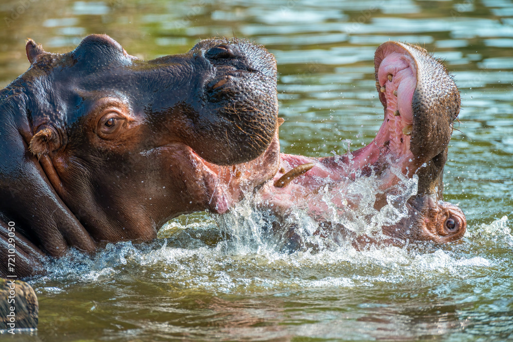 Closeup shot of two playful hippos frolicking in the water Closeup shot of two playful hippos frolicking in the water