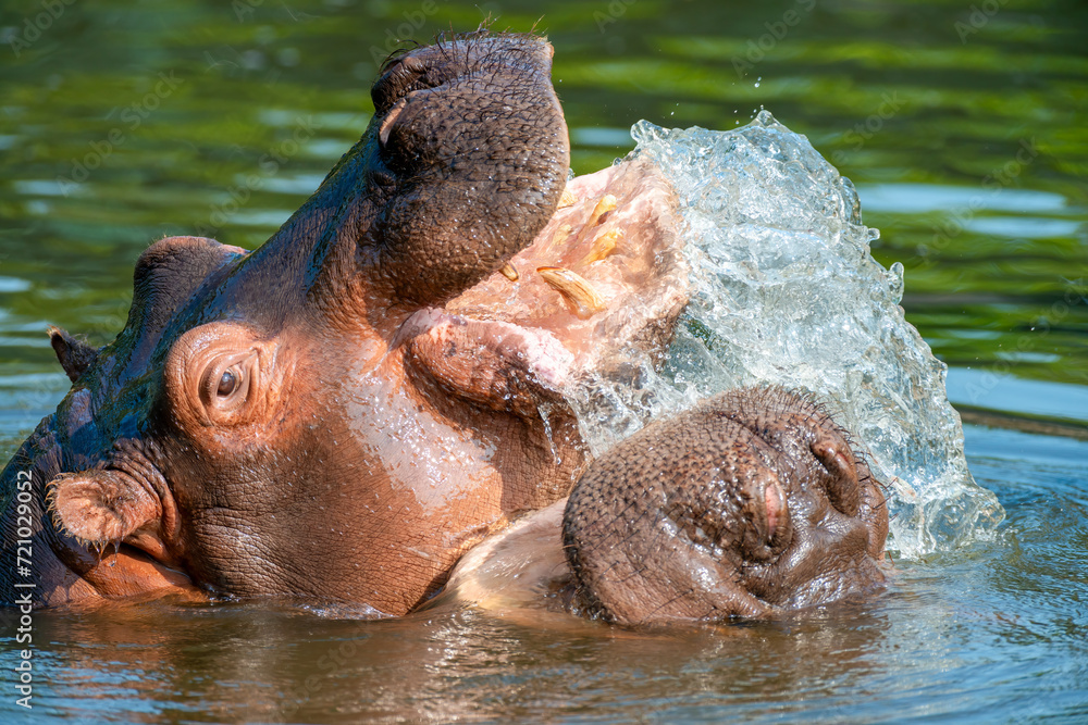 Closeup shot of two playful hippos frolicking in the water
