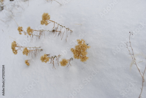 Rabbitbrush, aka rubber rabbitbrush, grey rabbitbrush, or chamisa gone to seed poking out of fresh snow. Member of the aster aka asteraceae family. photo