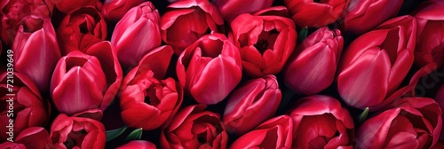 colorful background of red tulips #721039649