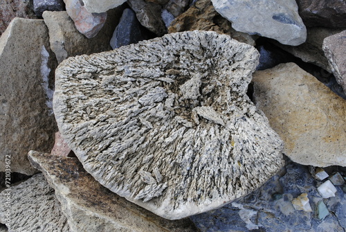 Petrified coral. Coral fossil stone. Fossilized rock close up macro isolated.