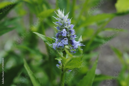 Dainty purple blossoms of the hyssop plant photo