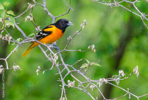 Baltimore Oriole