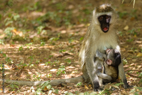 vervet monkey with baby