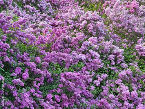 Blooming spring lilac flowers bush in the garden 