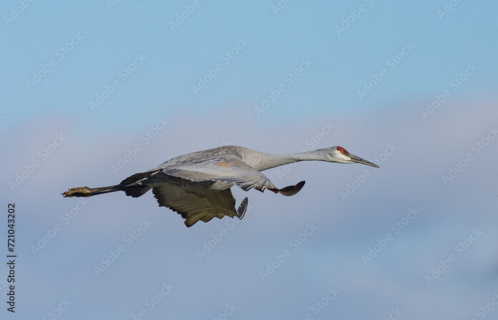 Obraz premium Sandhill Crane