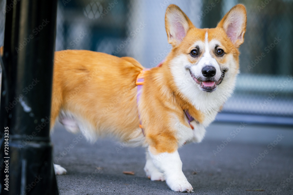 A happy brown and white Border Welsh Corgi puppy, isolated and tongue-out, posing for a cute portrait A happy brown and white Border Welsh Corgi puppy, isolated and tongue-out, posing for a cute portrait