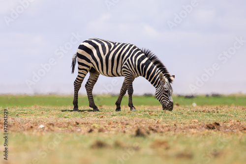 Fototapeta Naklejka Na Ścianę i Meble -  a grazing zebra in the green savannah of Kenya