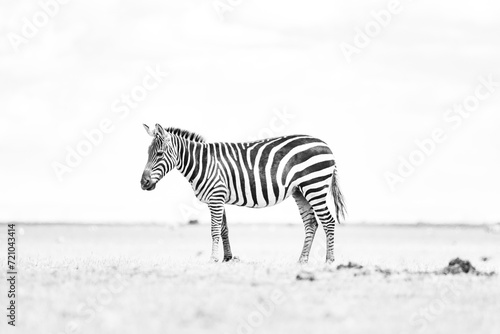 black and white image of a zebra in the savannah