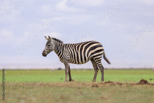 side view of a zebra in the endless savannah of Amboseli NP © Marcel