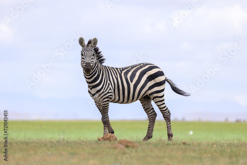 side view of a zebra in the endless savannah of Amboseli NP
