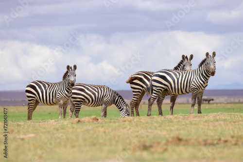 a herd of zebras in Amboseli NP