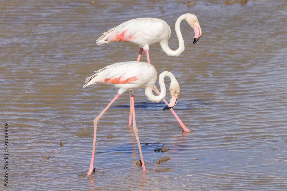 two flamingos in the shallow waters of a lake in Amboseli NP