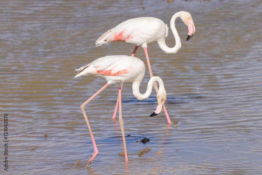 two flamingos in the shallow waters of a lake in Amboseli NP