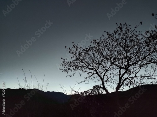 silhouette of a tree in the night