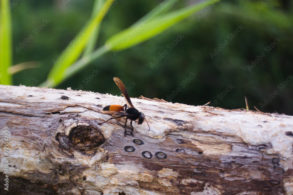 Obraz premium A large queen Asian hornet (Vespa affinis; Hymenoptera: Vespidae)