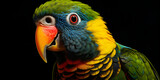 Rainbow lorikeet parrot isolated on a black background, Parrot Populations Conservation Efforts and Challenges Tropical Talkers Language and Communication ,
