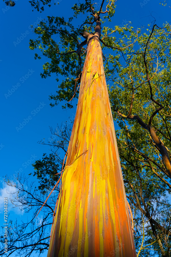 A Rainbow Eucalyptus tree at Keahua Arboretum near Kapa'a, Kauai