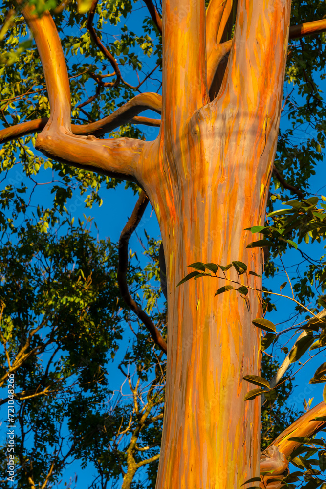 A Rainbow Eucalyptus tree in Kauai, Hawaii. Rainbow Eucalyptus is a