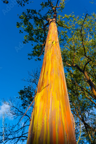 A Rainbow Eucalyptus tree at Keahua Arboretum near Kapa'a, Kauai, Hawaii. Rainbow Eucalyptus is a tree of the species Eucalyptus deglupta with striking coloured streaks on its bark.  photo