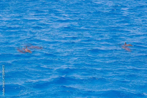 Obraz Niesamowita przyroda, delfiny w swoim naturalnym środowisku.