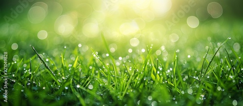 Fresh Green Grass with Blurred Bokeh Water Drops