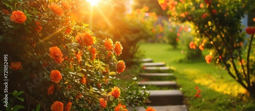 Fotografiet Orange-flowered chaenomeles japonica shrubs bloom in a garden with green grass and a small sunny staircase