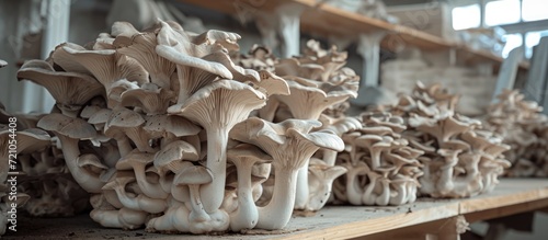 Home mushroom cultivation using grey oyster mushrooms on a farm.