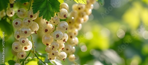 Close Up of White Currant in Garden: Stunning White Currant Garden Close Up Reveals Exquisite Details photo