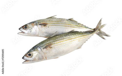 Two Indian mackerel fishes isolated on white background