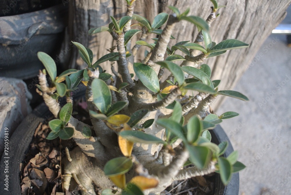 A close-up of a resilient houseplant. Green leaves speckled and Flower, sunlight, nature A close-up of a resilient houseplant. Green leaves speckled and Flower, sunlight, nature