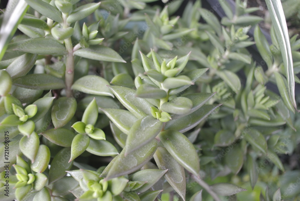 A close-up of a resilient houseplant. Green leaves speckled and Flower, sunlight, nature A close-up of a resilient houseplant. Green leaves speckled and Flower, sunlight, nature