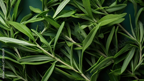 Extreme Closeup of Tarragon  Highly Detailed Minimal Style Overhead View AI Generated