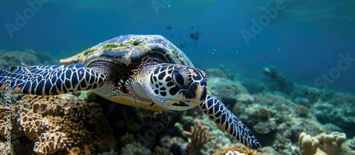 Bali's underwater realm is home to the Hawksbill sea turtle.