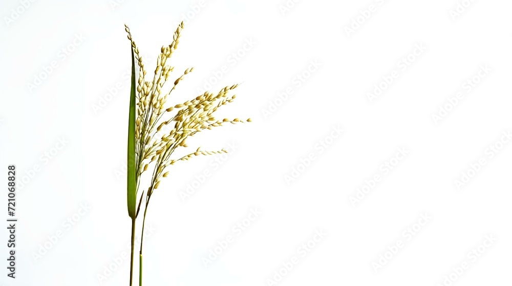 Fototapeta premium AI generated illustration of a Tall Rice plant on a white backdrop