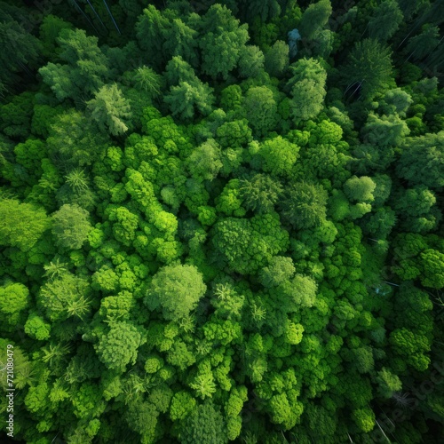 Diversity of Green Forest  Overhead View AI Generated