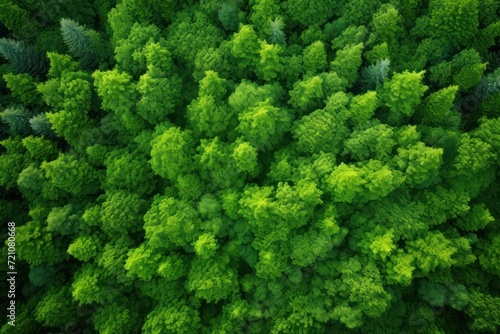 Diversity of Green Forest  Overhead View AI Generated
