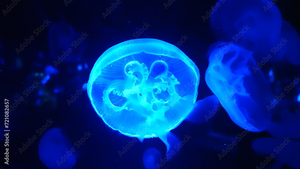 Obraz premium jerryfish