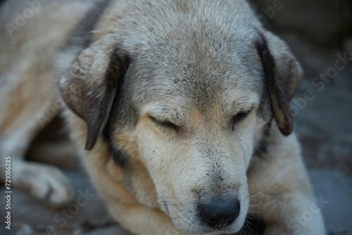 A big street stray dog is sleeping. Wild dogs