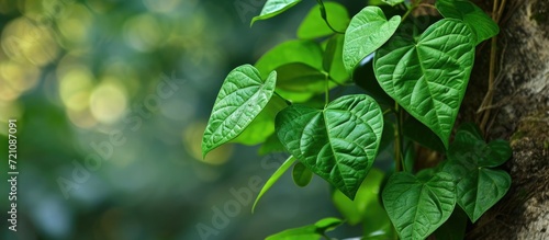Piper Betle, also known as Betel or Sirih, is a vine cultivated for its medicinal leaves in some countries.