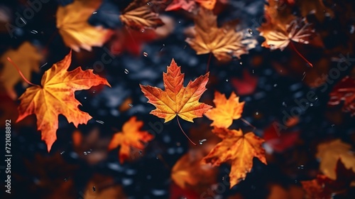 Falling Leaves, Rising Beauty: Autumnal Flat Lay © SAJAWAL JUTT
