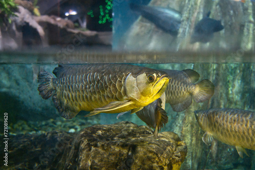 Indonesian high-back arowana swims near surface of water in aquarium. photo