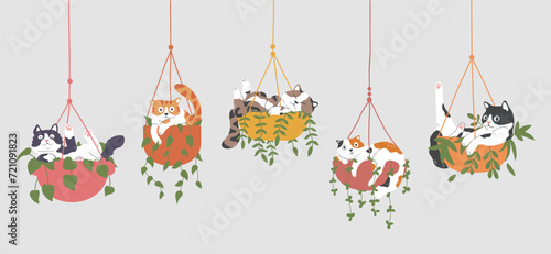 Set of Cute Cartoon Cats lazily lies in plant hanging pot. funny cat behavior, Calico, Orange, Tuxedo, and Tabby Cats. Isolated Vector Illustration.