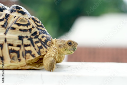 Sulcata also named African spurred tortoise, Centrochelys sulcata. Pardalis Babcocki Leopard Tortoise. © Firman Mawlana